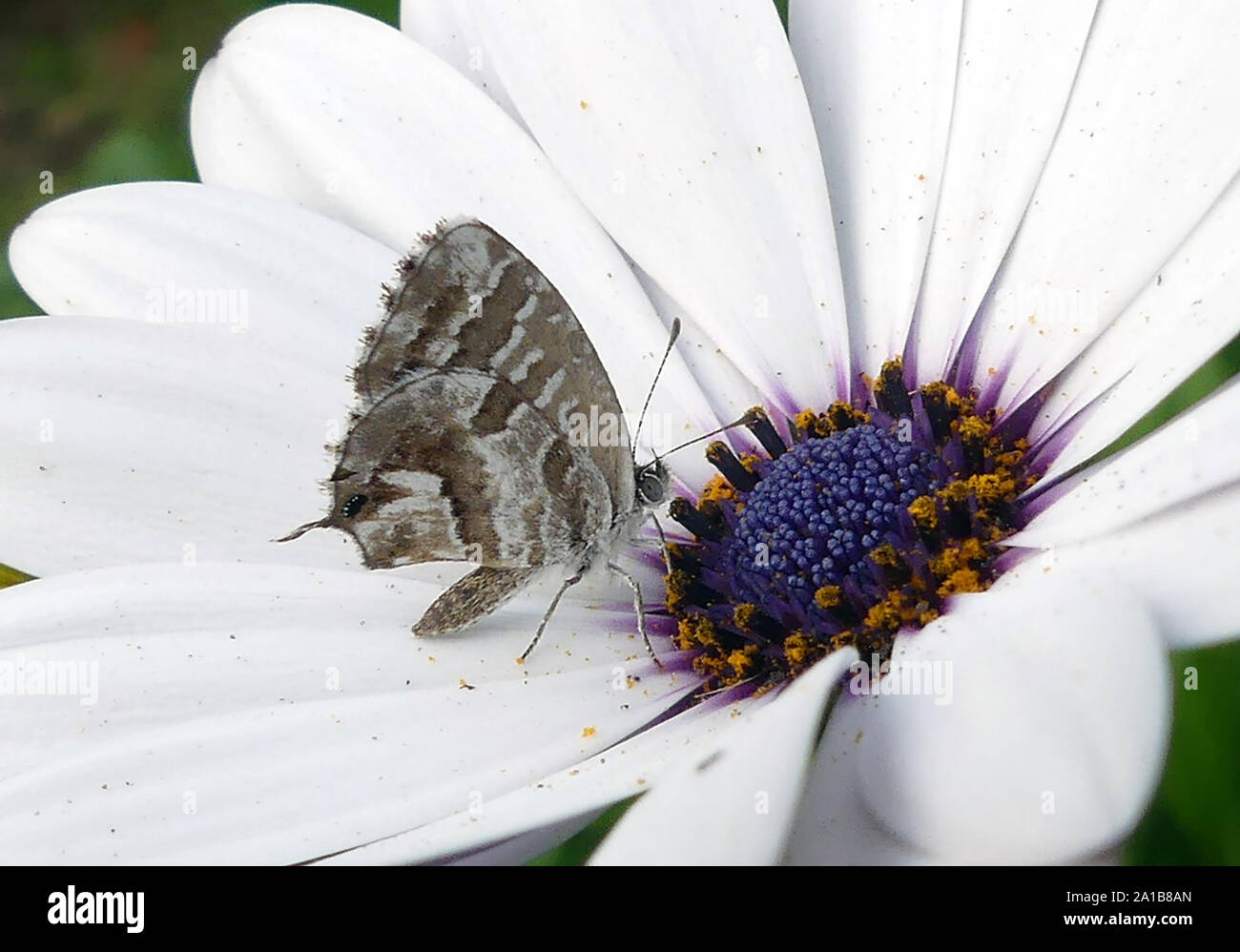 Geranio mariposa fotografías e imágenes de alta resolución Alamy