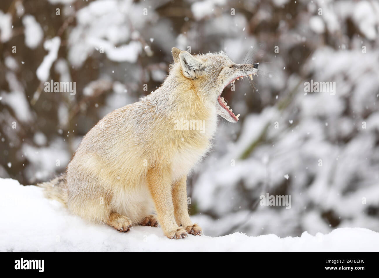 Corsac fox está sentado sobre la blanca nieve. Los animales de la fauna silvestre. Animal con pelaje suave y cálido. Foto de stock