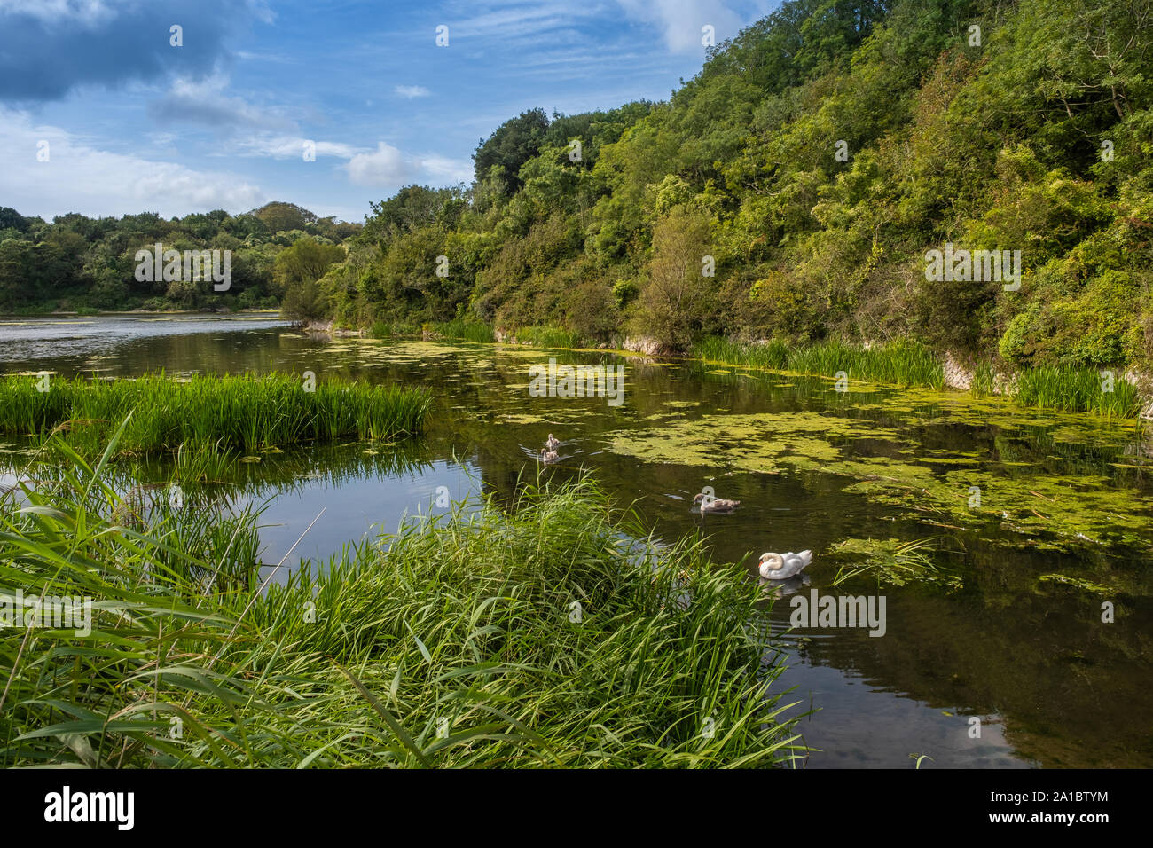 Bosherton lagos y estanques, Lilly Bosherton Pembrokeshire (Gales, Reino Unido Foto de stock