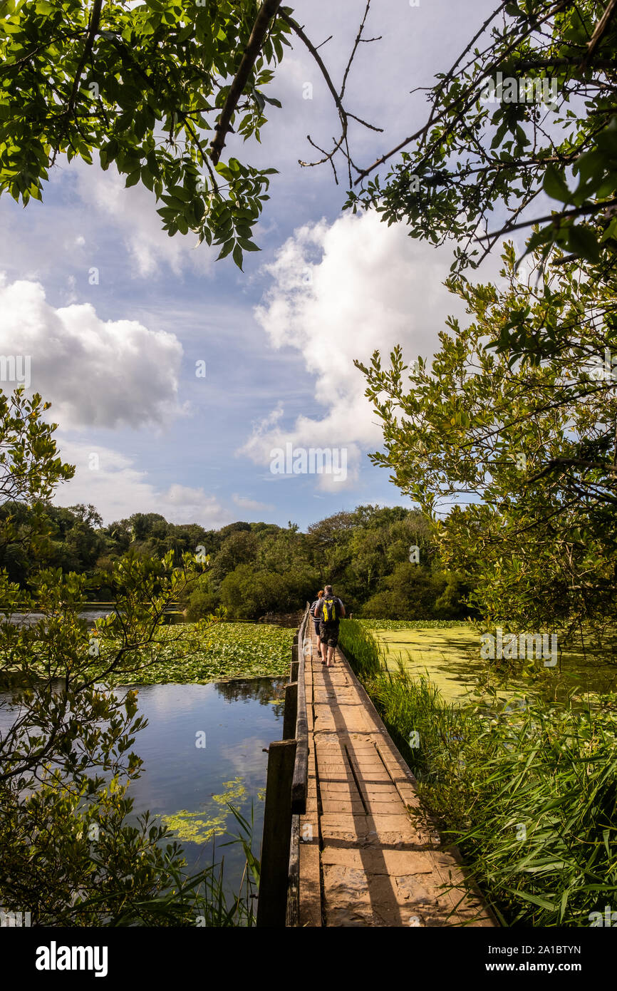 Personas caminando Bosherton lagos y estanques, Lilly Bosherton Pembrokeshire (Gales, Reino Unido Foto de stock