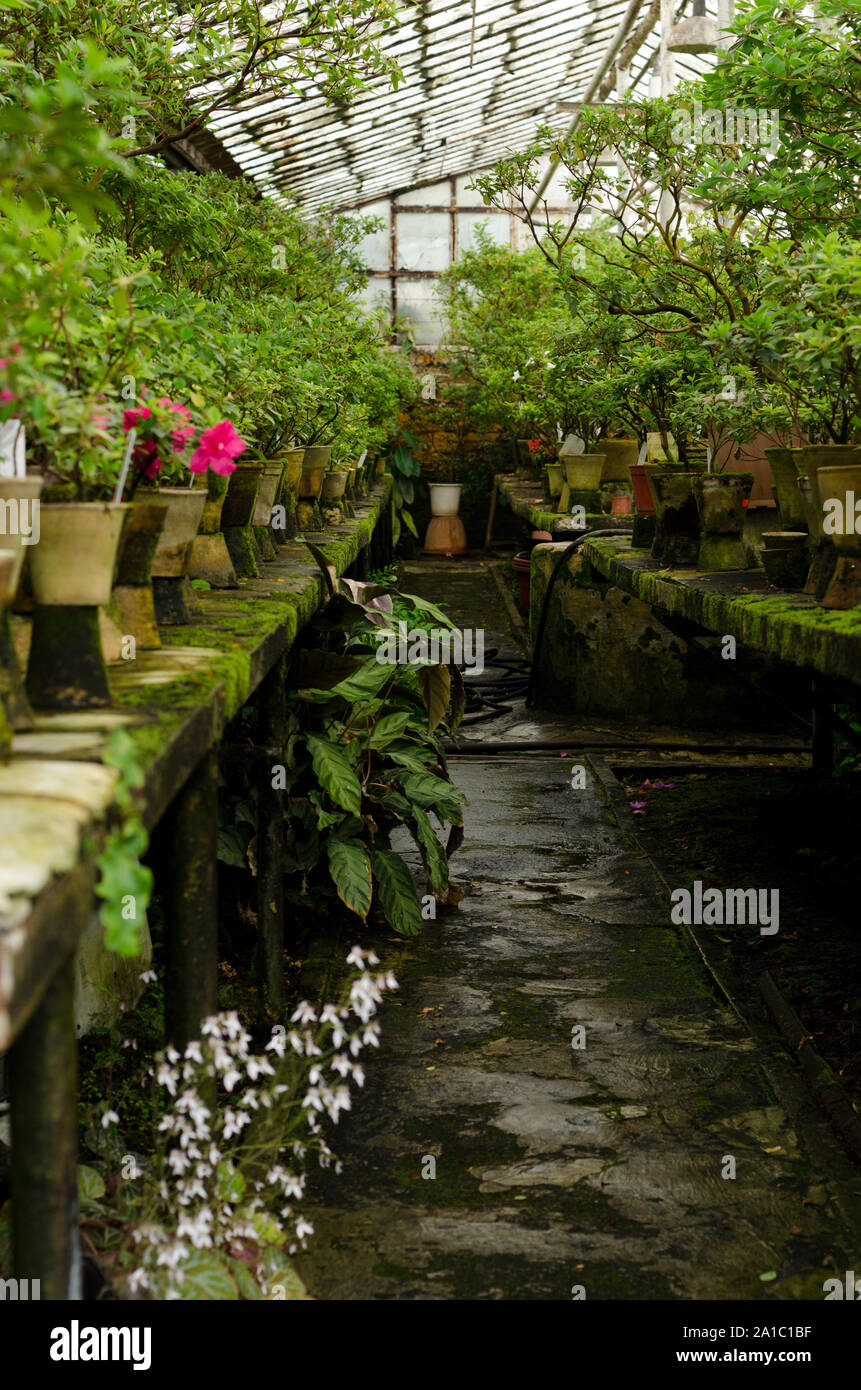 Rhododendron flores y plantas tropicales crecen en un invernadero vintage. Fondo floral. Foto de stock