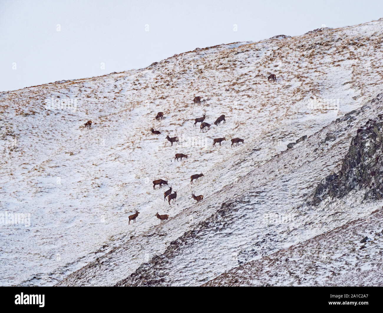 Ciervo rojo Cervus elaphus rebaño en ladera de montaña invernal en las Tierras Altas de Escocia Foto de stock