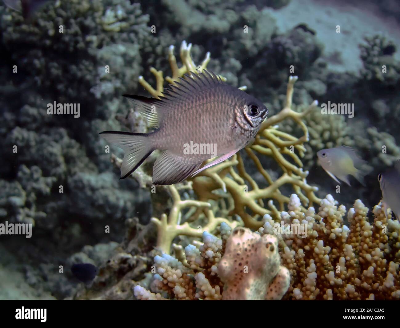 Maldivas damisela (Amblyglyphidodon indicus) Foto de stock