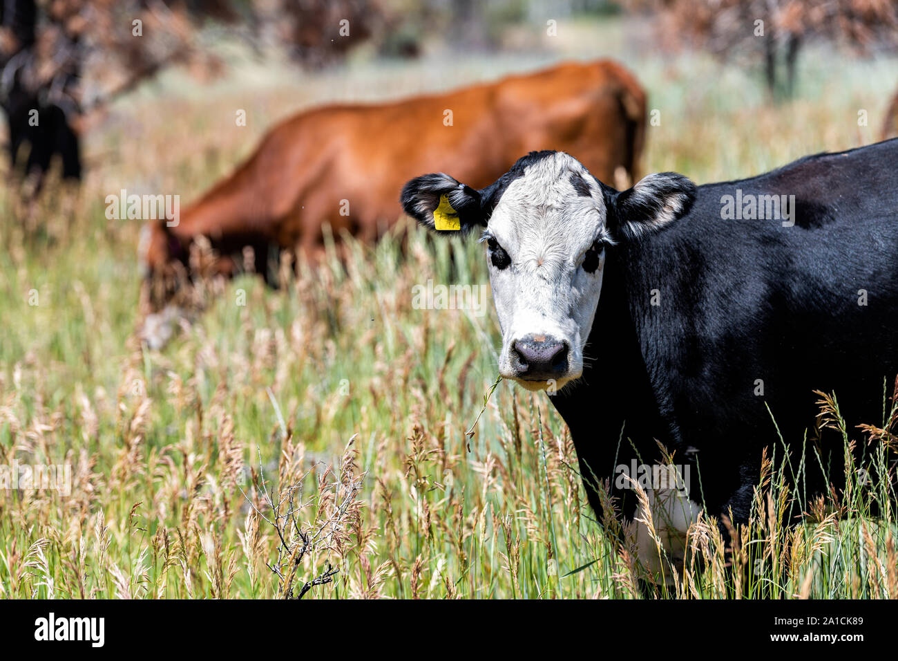 Flaming Gorge park en un soleado día de verano en Utah con muchas vacas que pastan sobre hierba closeup cabaña cerca de rancho Foto de stock