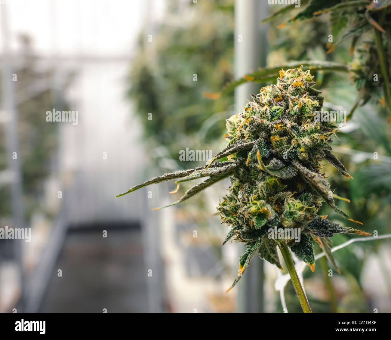 La medicina herbaria pot nug crecen en rama en la planta jardín interior Foto de stock