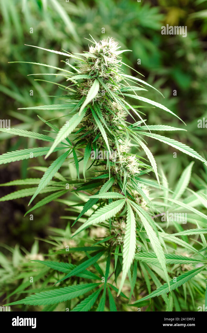 Fondo de pantalla de marihuana fotografías e imágenes de alta resolución -  Alamy
