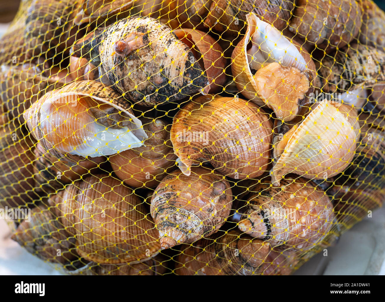 Bolsa de malla de caracoles vivos en mercado de pescado Foto de stock