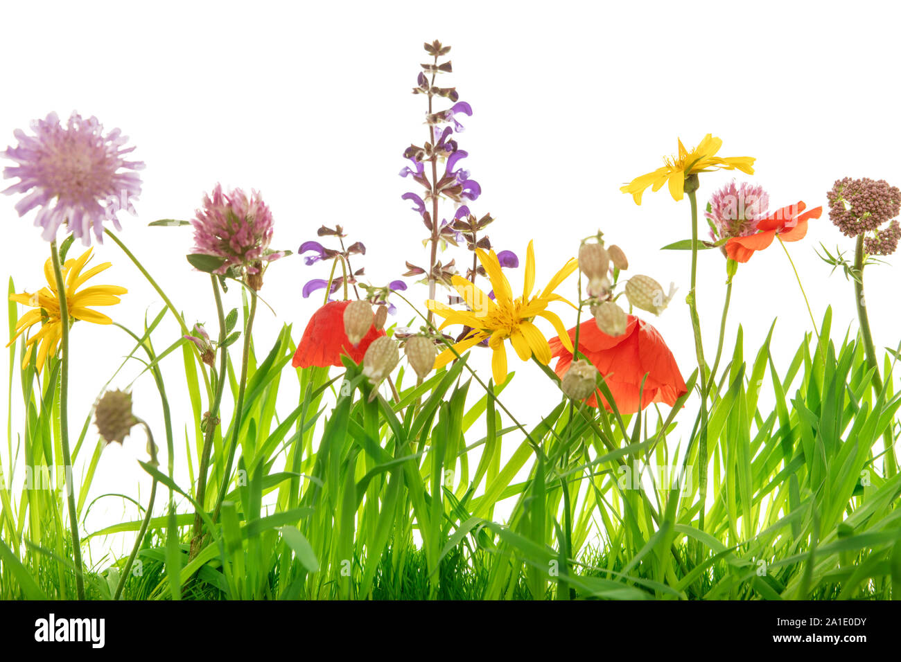 Primer plano de un prado de flores silvestres, fondo blanco, flores y capullos Foto de stock