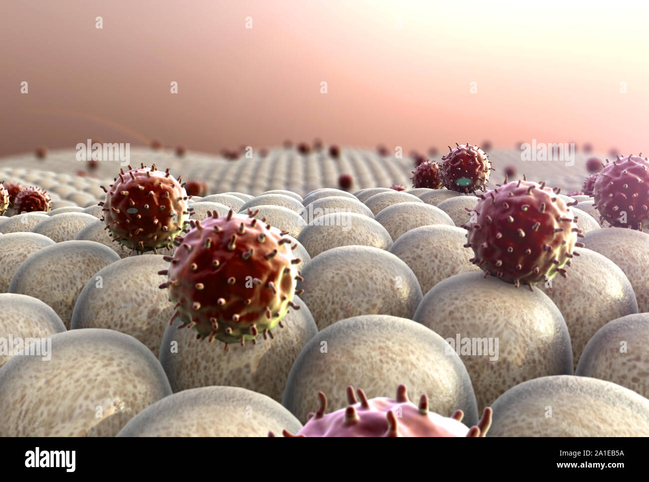 Campo de las células, los virus atacan las células, la acción del sistema inmunitario humano Foto de stock