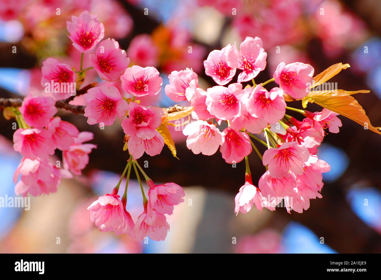 Pink Cherry Blossom temporada de primavera en Japón hermosa naturaleza flores disparar cerca con fondo desenfocado Foto de stock