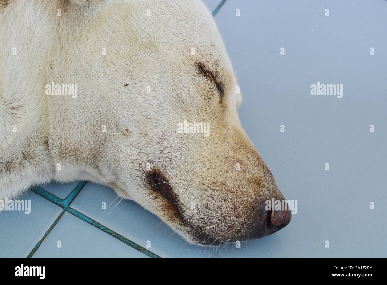 Garrapata del perro subirse a cara de perro mientras duerme para chupar la  sangre Fotografía de stock - Alamy