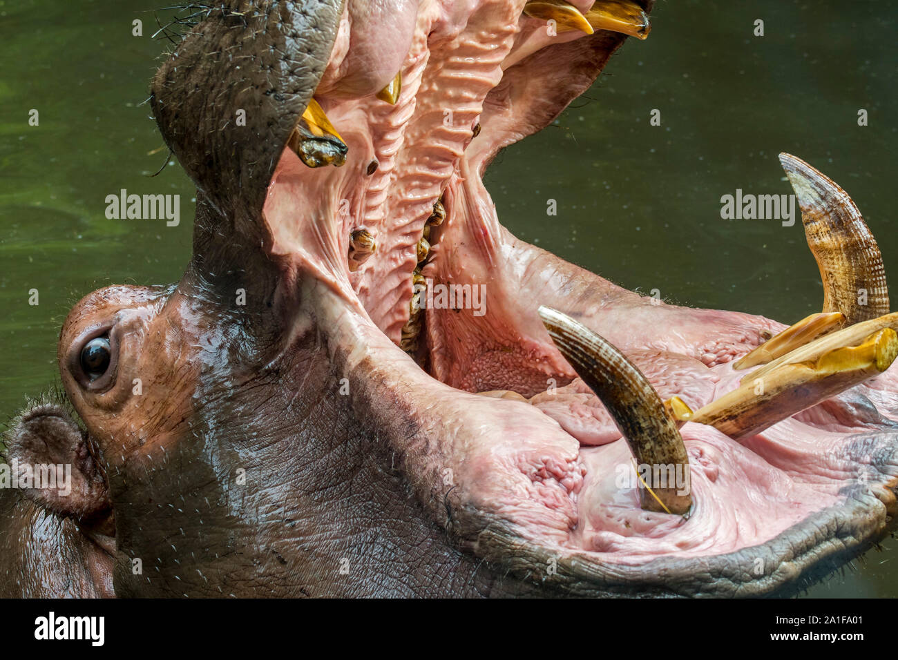 Cerca de hipopótamo común (Hippopotamus amphibius) en el estanque mostrando dientes enormes y grandes colmillos caninos en boca hambriente Foto de stock
