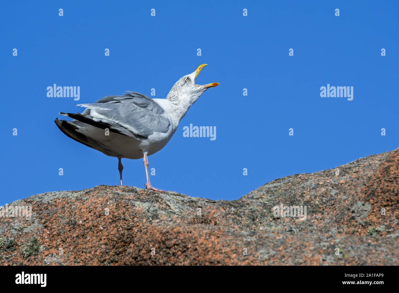 Unión gaviota argéntea (Larus argentatus) llamando desde rock a lo largo de la costa Foto de stock