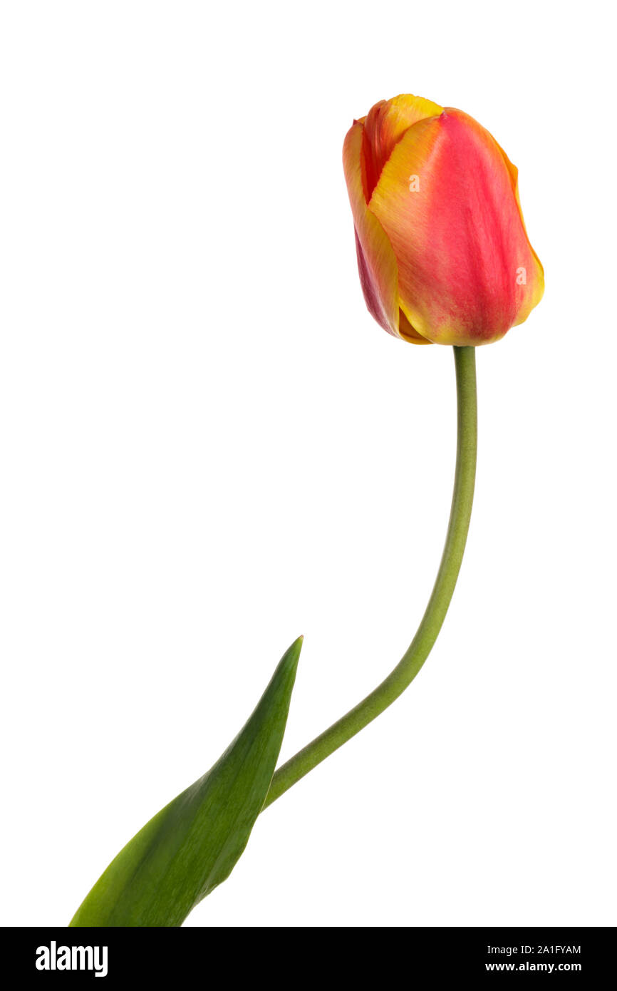 Tulip, una sola flor aislado sobre un fondo blanco. Foto de stock