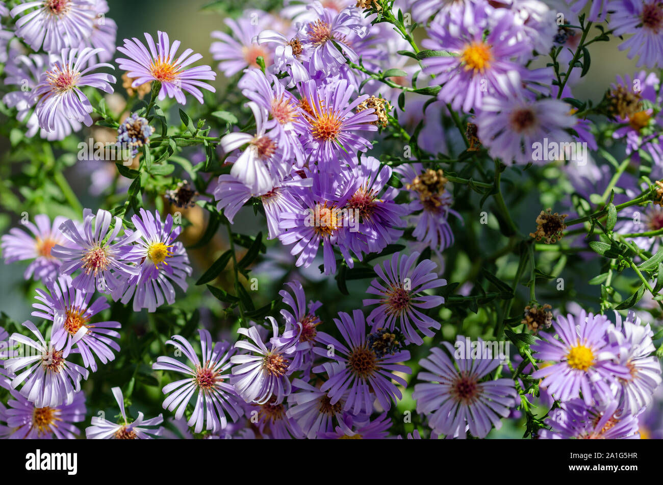 Alpine Aster (Aster alpinus) . Planta de jardín decorativo con flores  púrpuras. Hermosa planta perenne de jardín. Flores de otoño Fotografía de  stock - Alamy