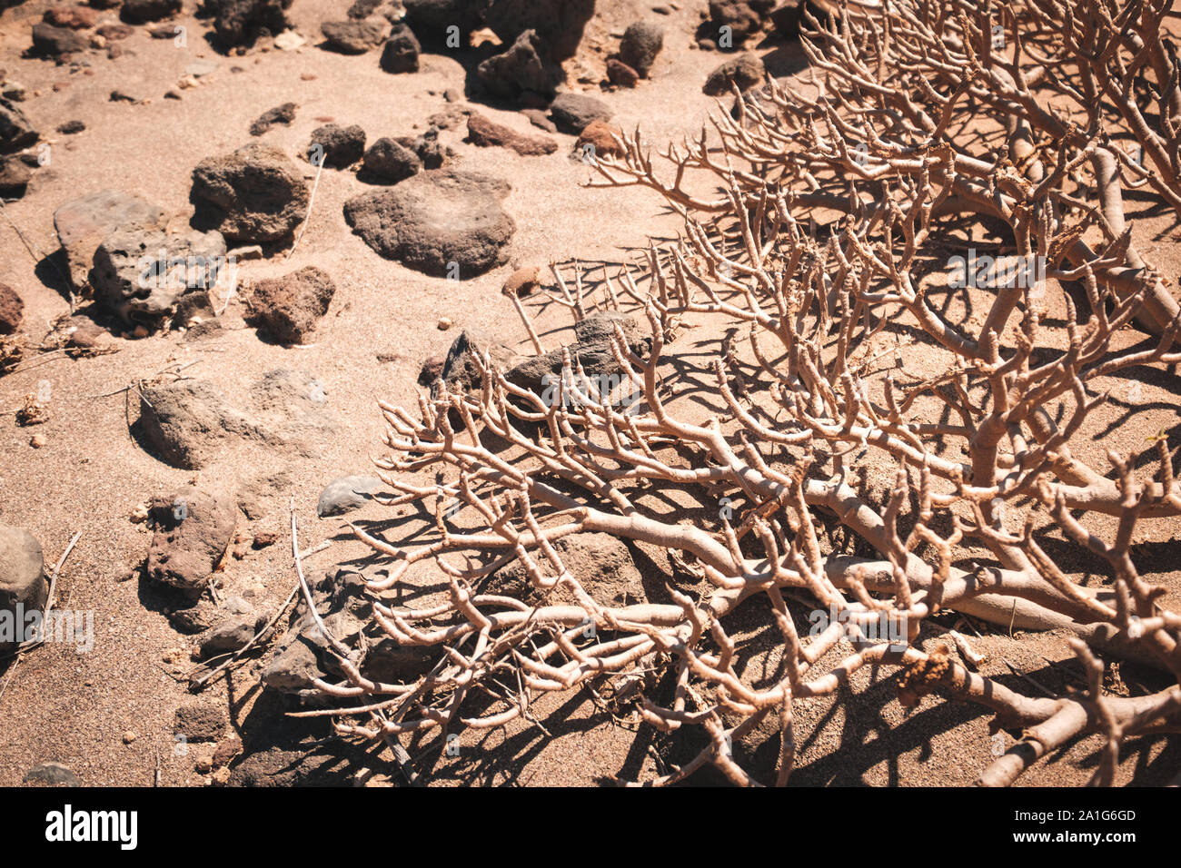 Árbol Seco o secado bush en el desierto paisaje Foto de stock