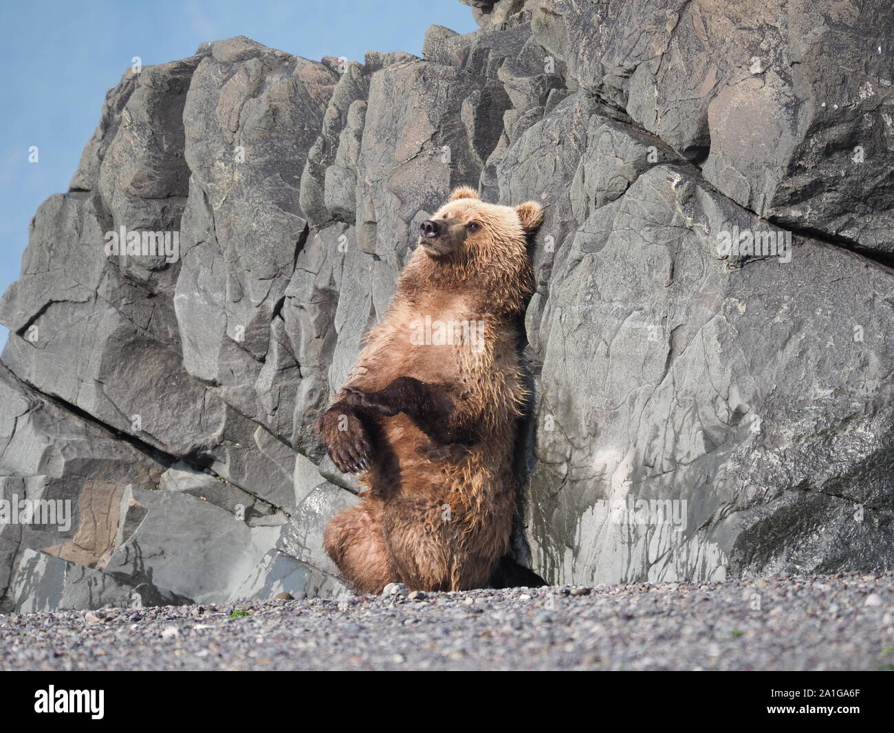 Grizzly Bear marrón rascarse la picazón Permanente de Alaska, EE.UU Katmai Foto de stock