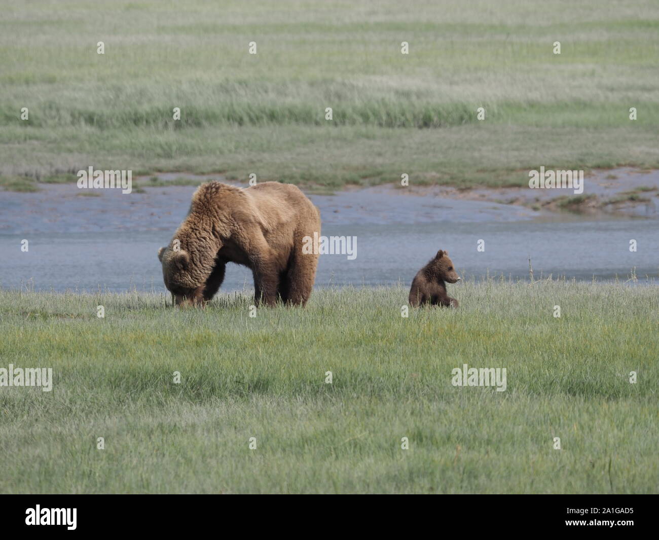 Brown y Madre Grizzly Bear Cub Katmai Alaska, EE.UU. Foto de stock