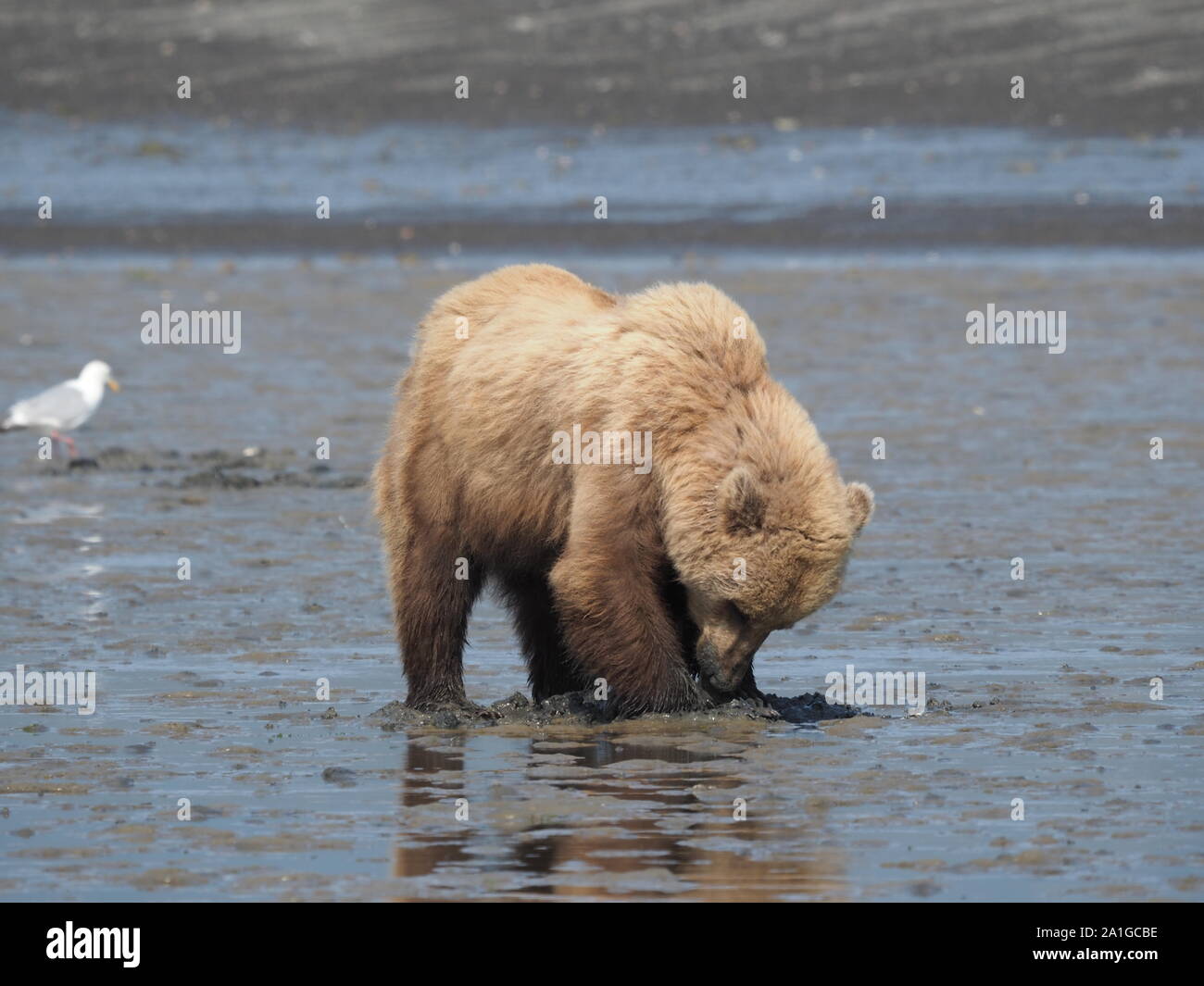 Grizzly Bear marrón para cavar almejas Katmai Alaska, EE.UU. Foto de stock