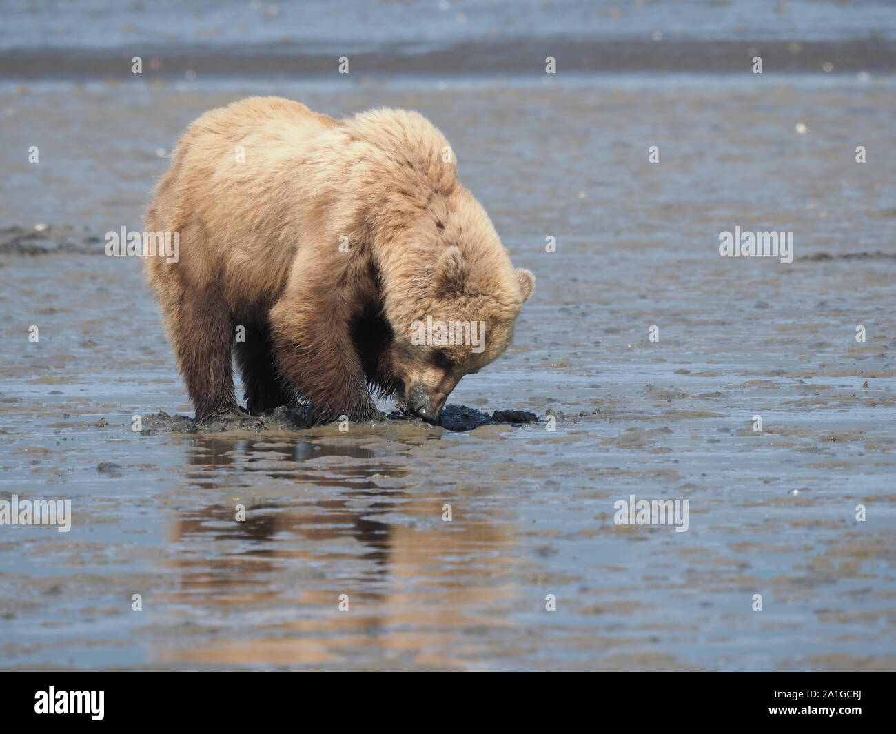 Grizzly Bear marrón para cavar almejas Katmai Alaska, EE.UU. Foto de stock