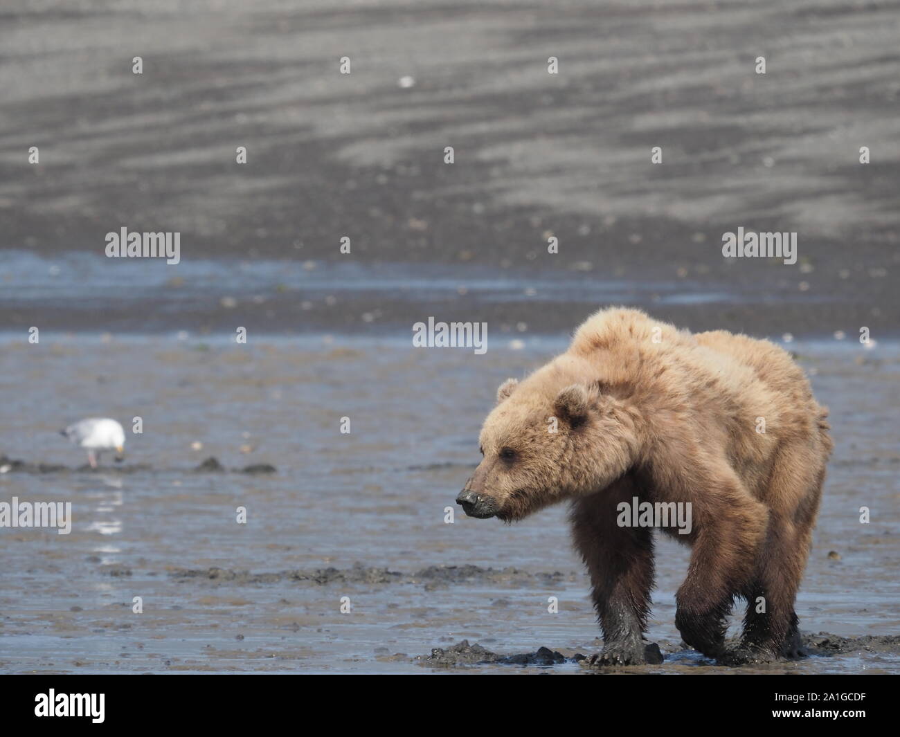 Grizzly Bear marrón para cavar almejas Katmai Alaska, EE.UU. Foto de stock