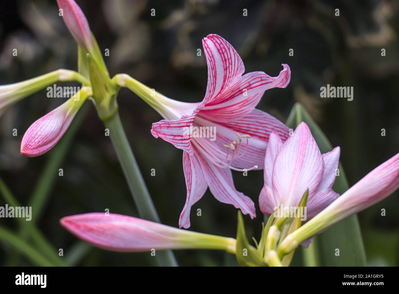 Hermosas flores en rosa Lily encontrados en la zona húmeda selva. Foto de stock