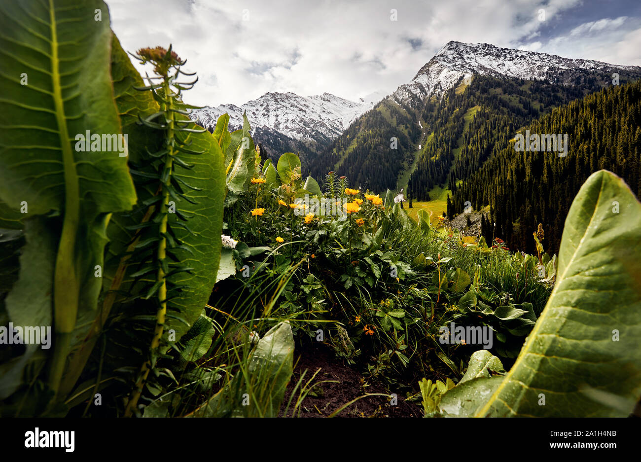 Prado con flores amarillas y verdes colinas en el valle de la montaña contra el cielo nublado en Kazajstán Foto de stock