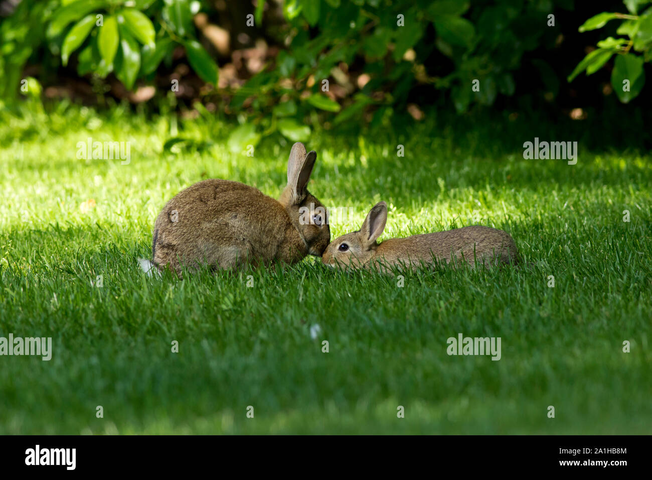 La madre y el bebé lindo bunny conejos besar en pasto verde fresco en una agradable mañana de primavera con mucho sol rodeado por verdes hojas frescas. Foto de stock