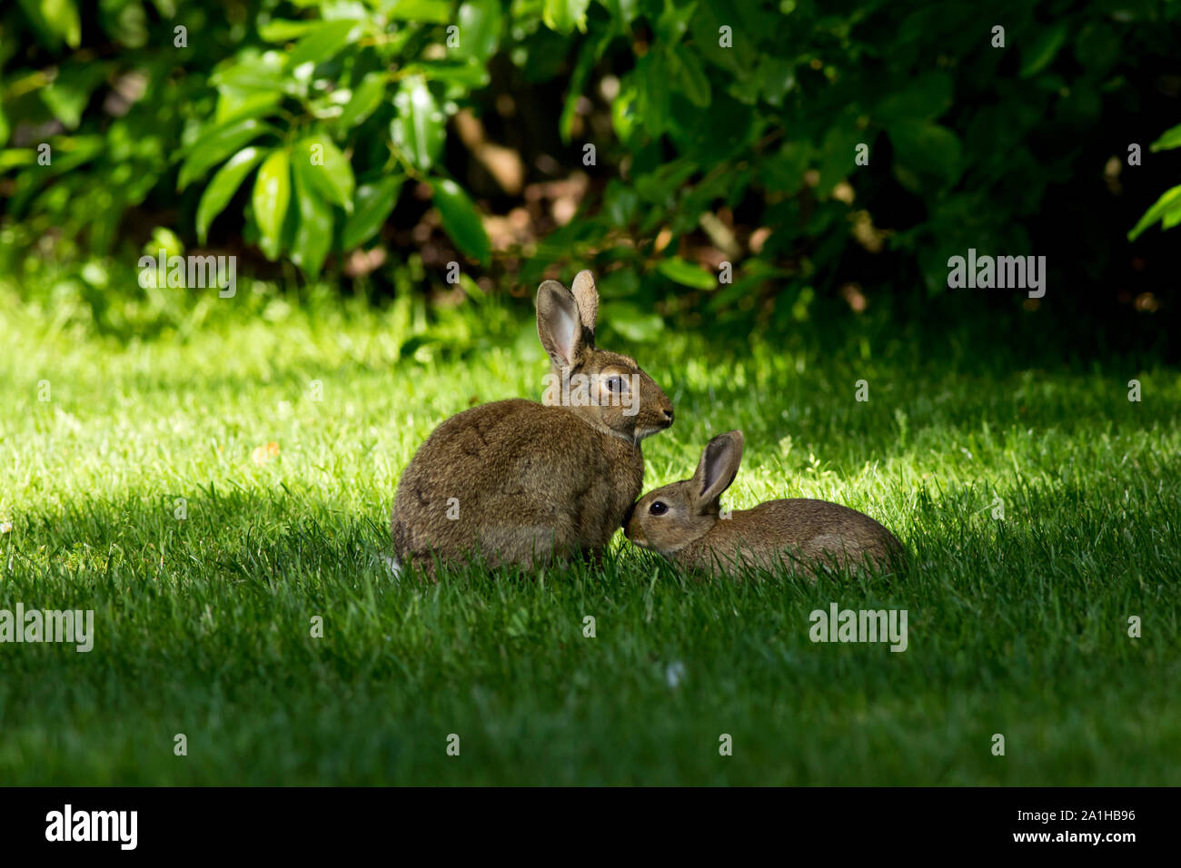 La madre y el bebé lindo bunny conejos besar en pasto verde fresco en una agradable mañana de primavera con mucho sol rodeado por verdes hojas frescas. Foto de stock