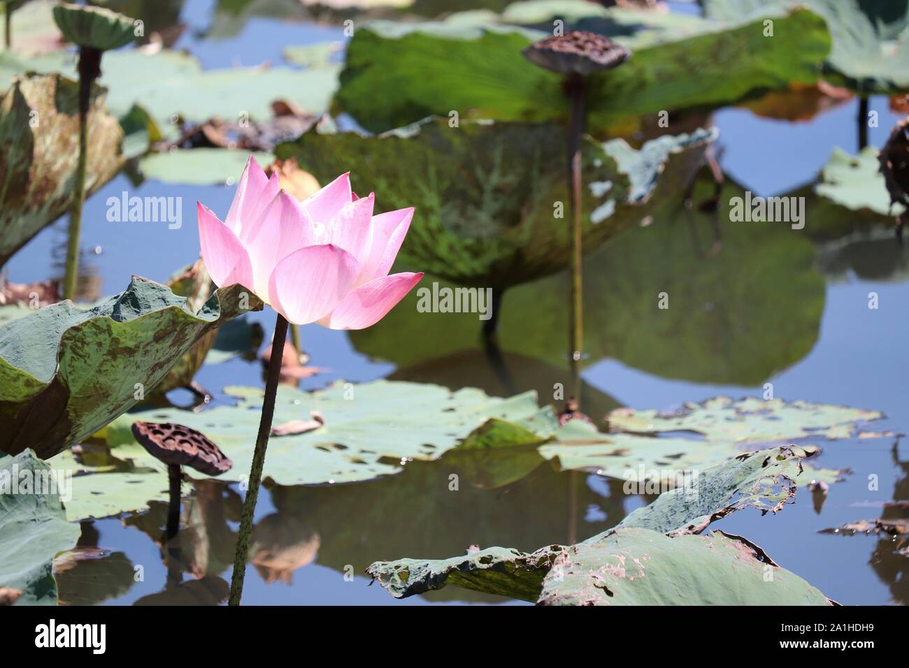 Rosa flor de loto en el agua. Estanque tropical en Phuket, Tailandia Foto de stock
