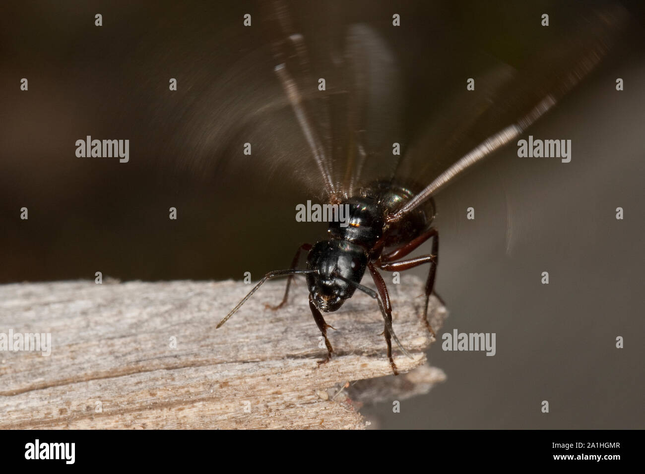 Braunschwarze Riesenameise Ross-Ameise Rossameise,,,,, siendo Camponotus Riesen-Ameise Roßameise ligniperdus, siendo Camponotus ligniperda, Carpenter ant Foto de stock
