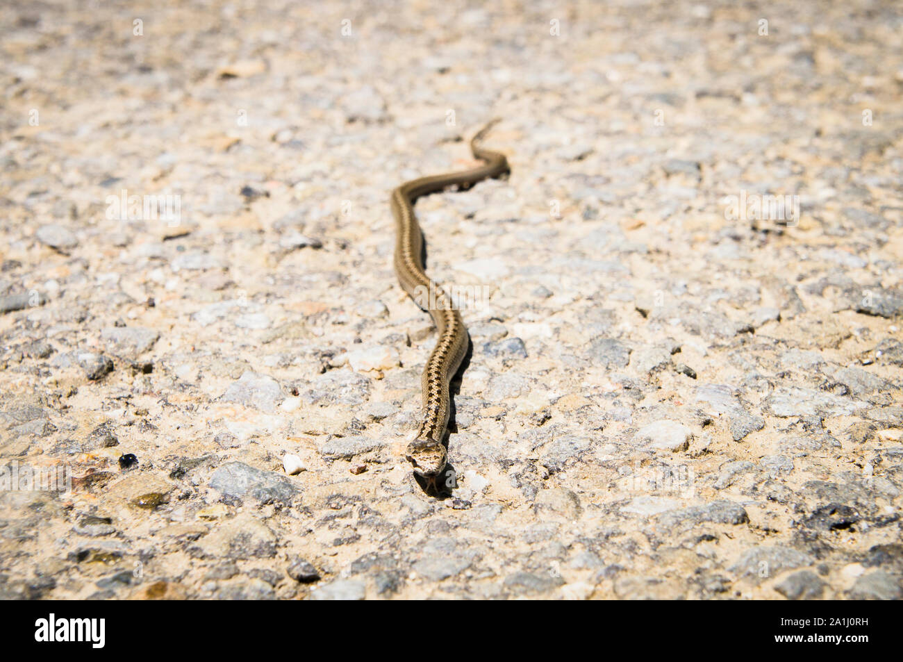 La serpiente lisa, Coronella austriaca, en la reserva natural nacional Certoryje en los Cárpatos blancos, región de Zlin, República Checa, 3 de junio de 2019. ( Foto de stock