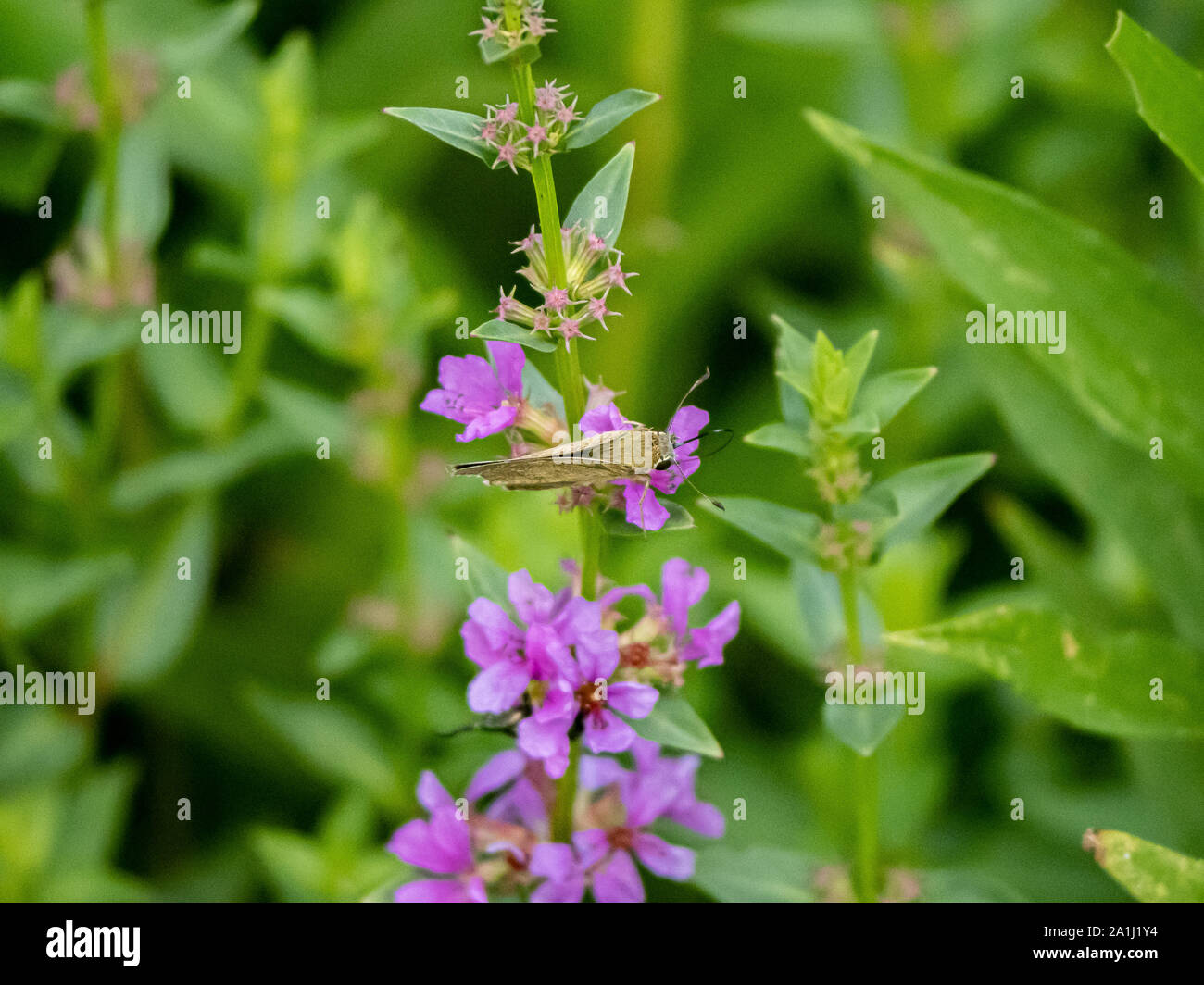 Una recta común mariposa de SWIFT, un tipo de hierba skipper especies -Parnara guttata- se alimenta de pequeñas flores moradas en un pequeño parque japonés. Foto de stock