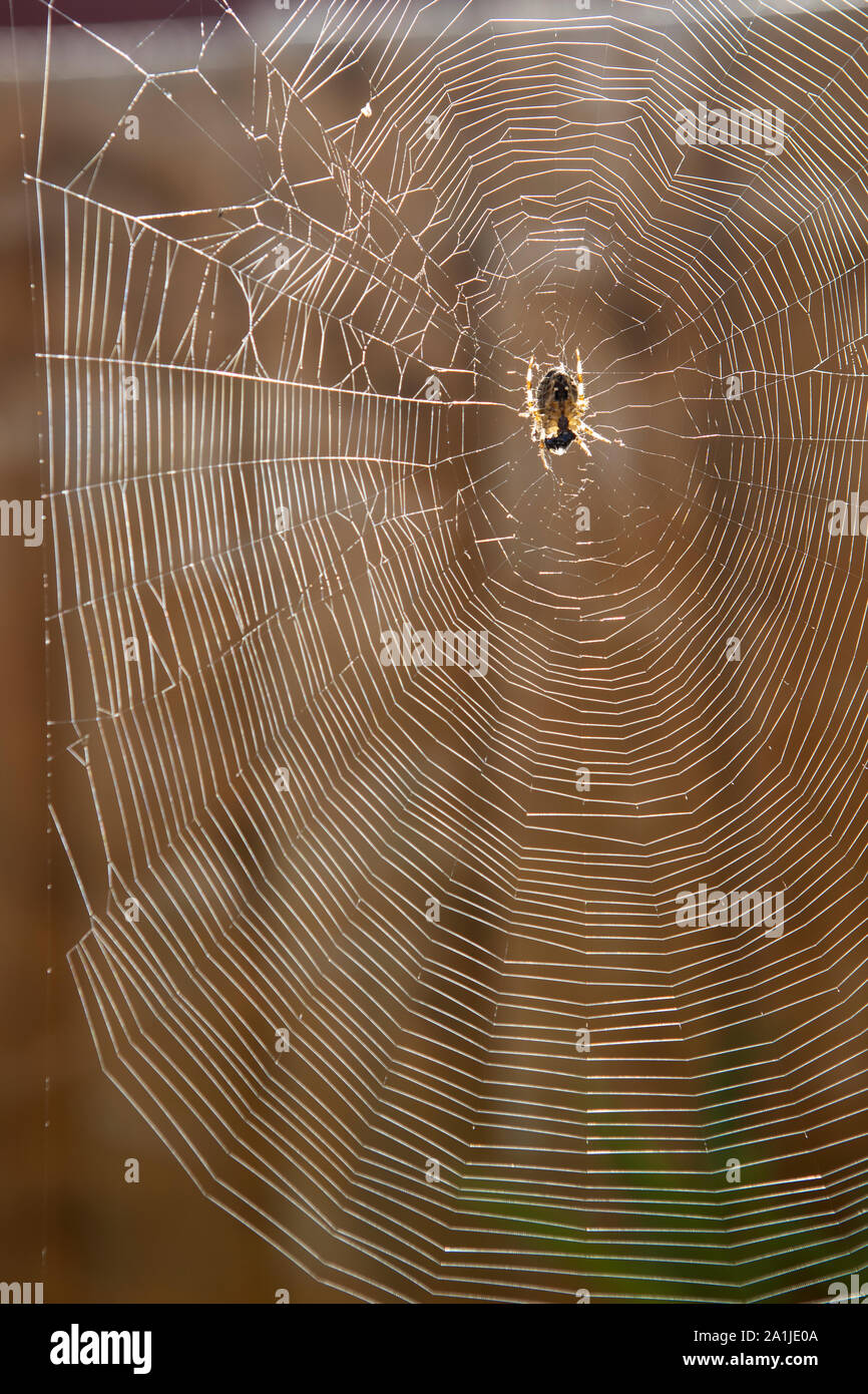 Araneus quadratus jardín tela de araña Foto de stock