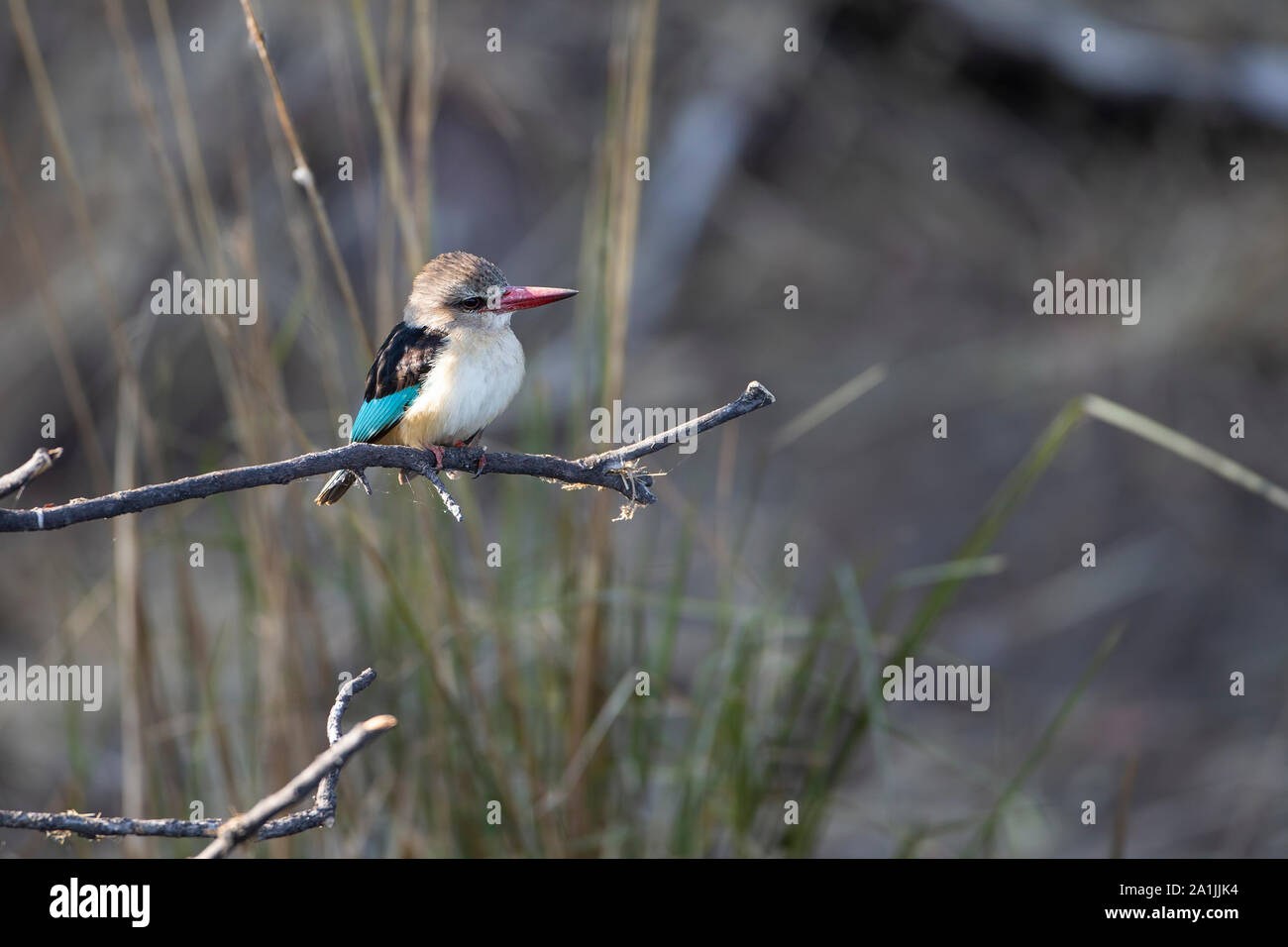 Brown encapuchado Kingfisher Halcyon albiventris donde se posan sobre un antiguo ramal a lo largo de las orillas del río Chobe en Botswana Foto de stock