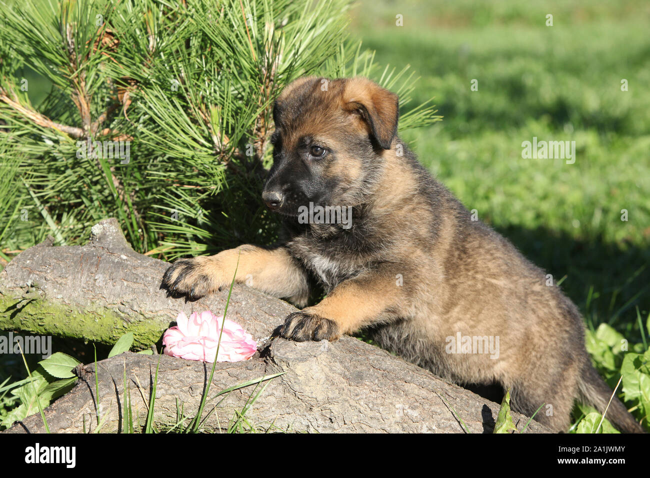Adorable cachorro de pastor alemán, marrón en el jardín Fotografía de stock  - Alamy