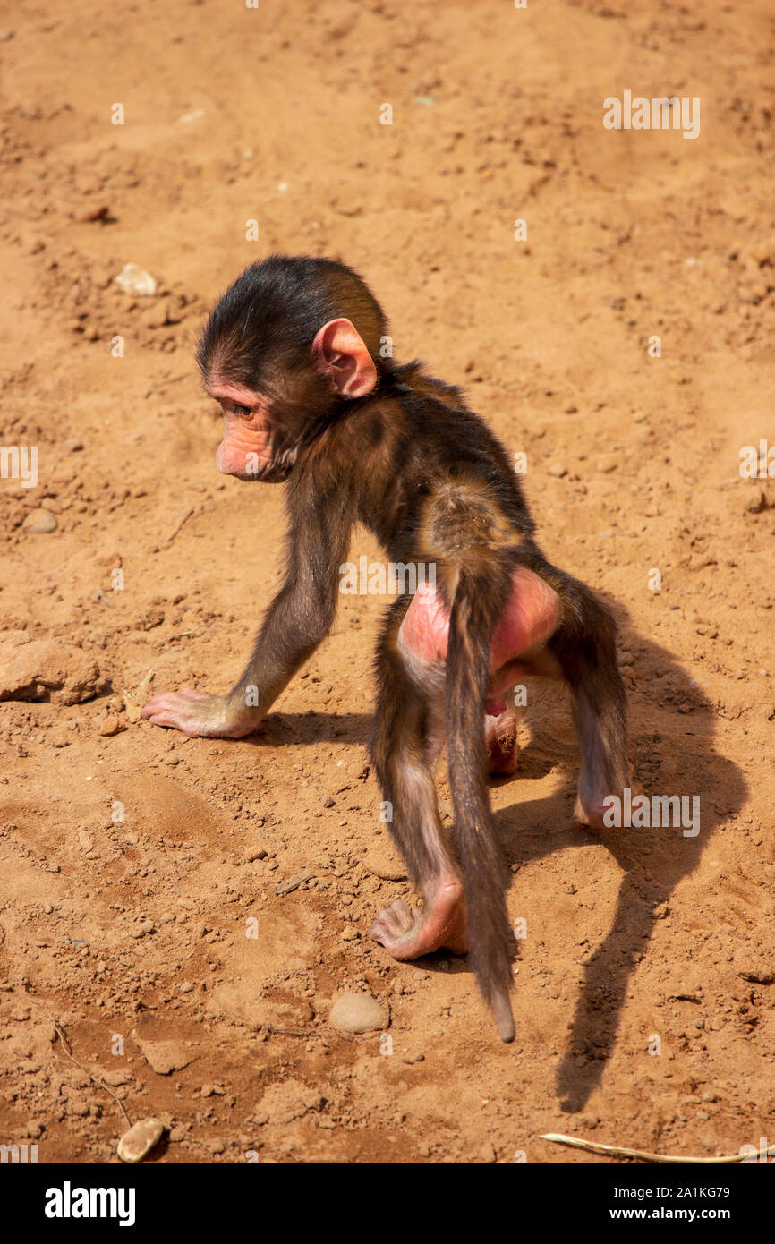 Bebé Babuino en banco de arena Fotografía de stock - Alamy