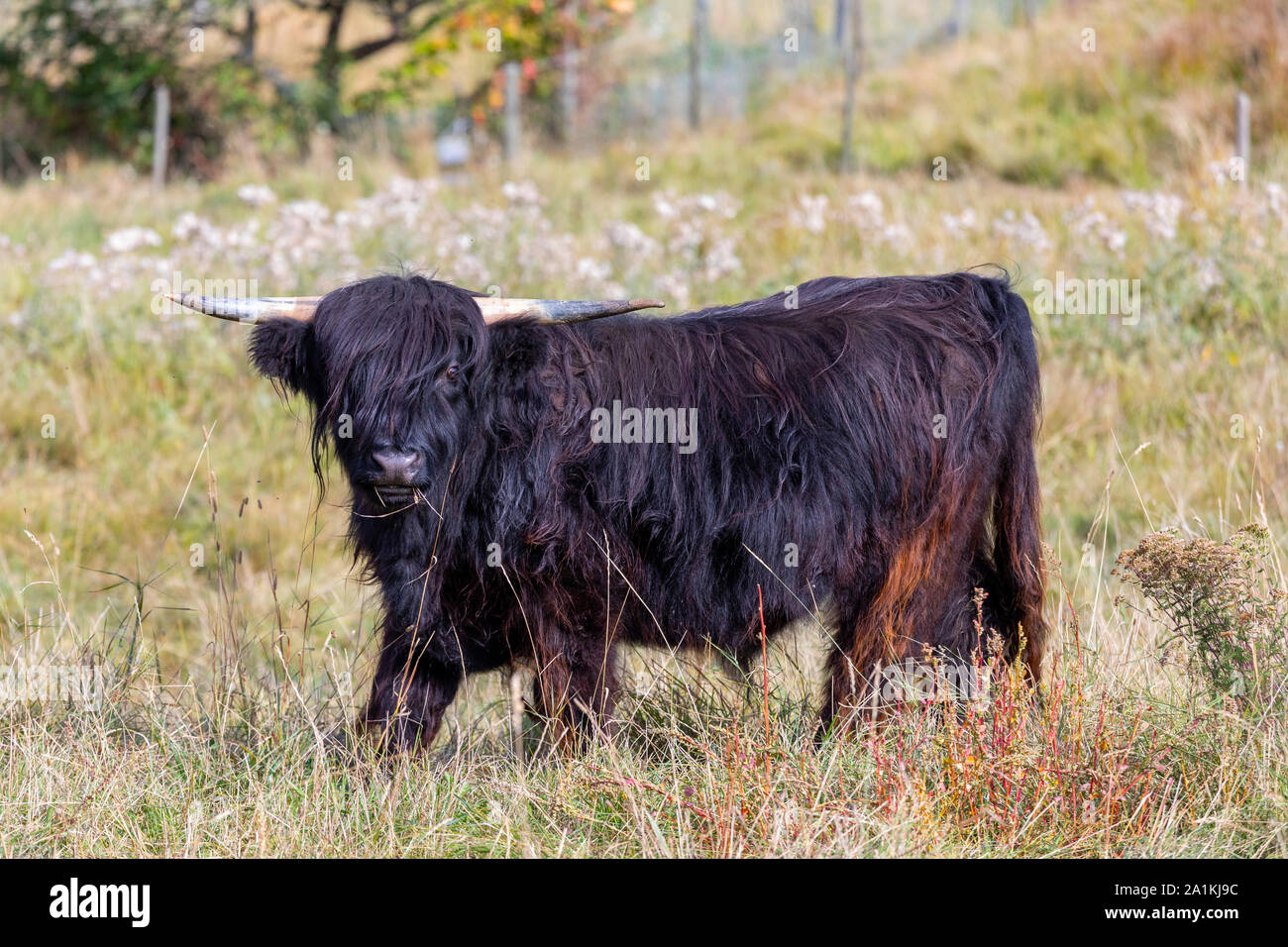 Animales silvestres o concepto. Vista de la hermosa vaca peluda marrón