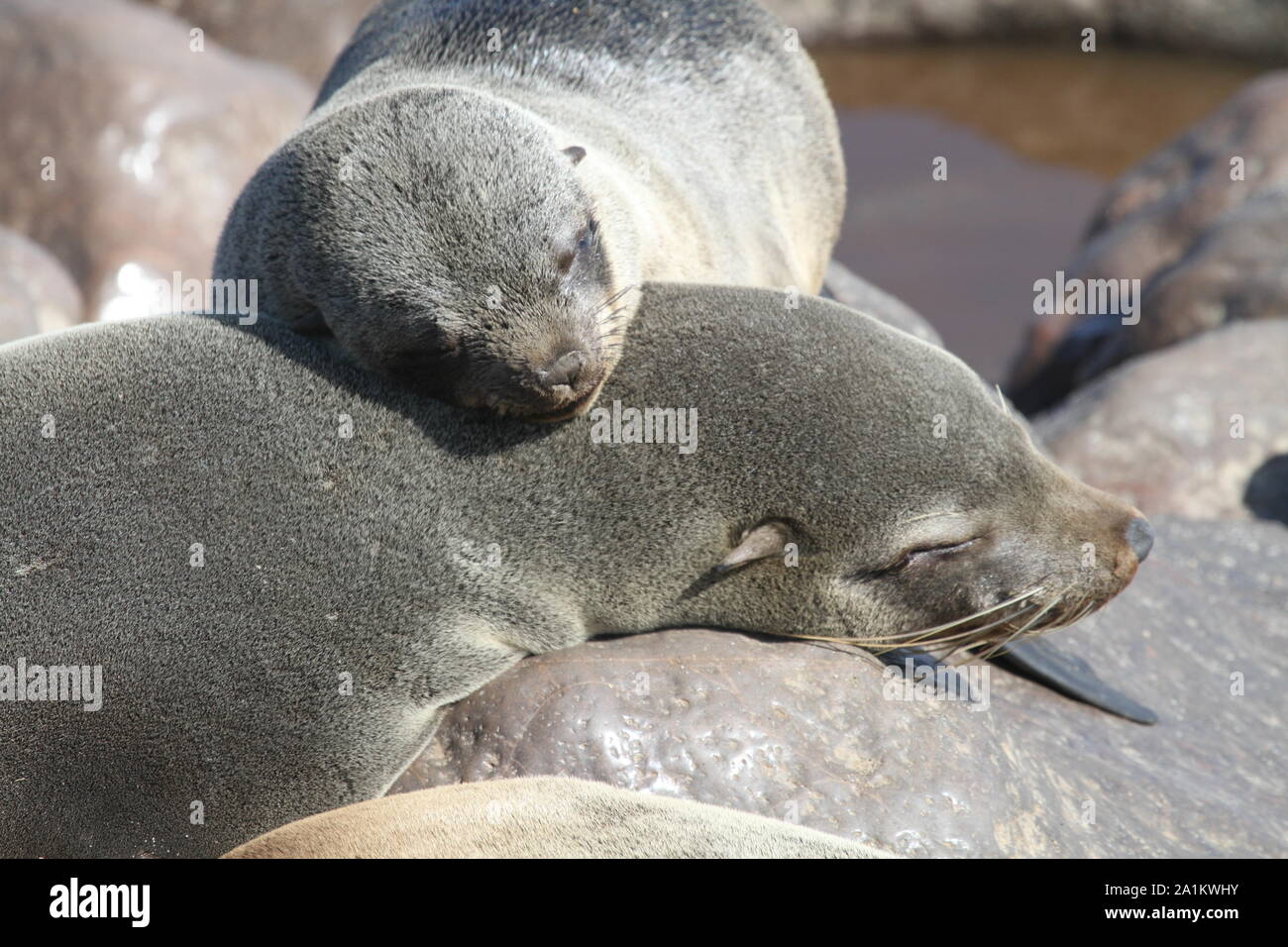 Cute seal pup en la costa de los esqueletos, Namibia Foto de stock