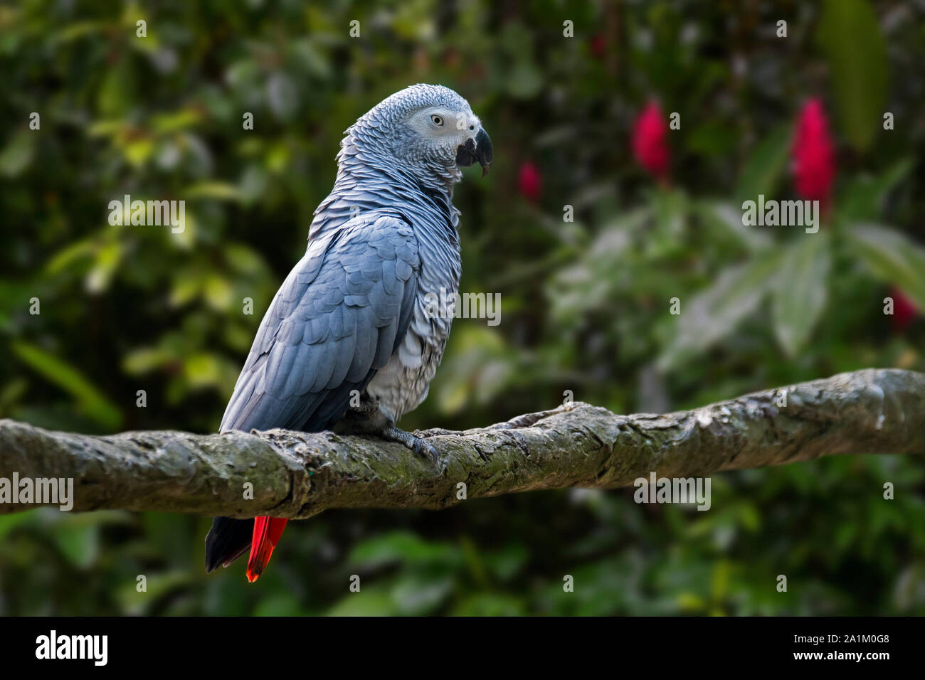 Congo loro gris / loro gris africano (Psittacus erithacus) encaramado en el árbol, nativo de África ecuatorial Foto de stock