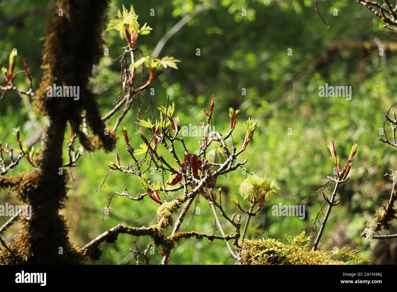 Las yemas brotando en primavera Foto de stock
