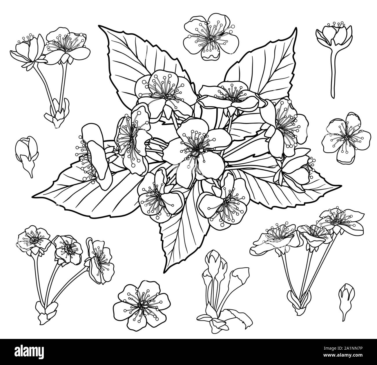 Blanco y negro para colorear de flores de cerezo página del libro vector Imagen Vector de stock - Alamy Blanco y negro para colorear de flores de cerezo página del libro vector Imagen Vector de stock - Alamy