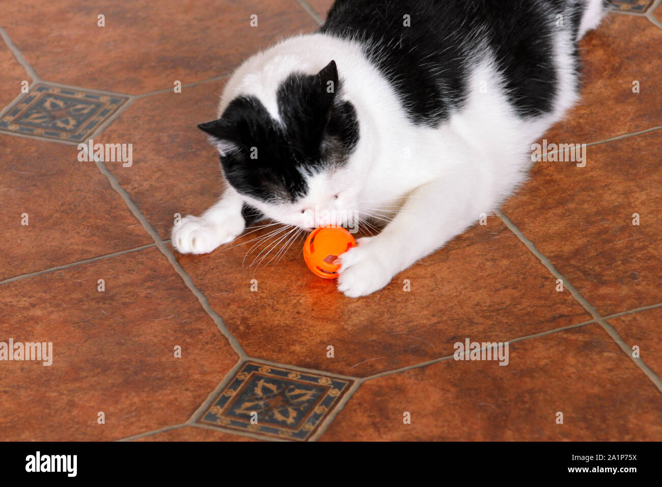 Blanco y negro interno gato jugando y goza con su juguete favorito, Orange  Ball para gatos en el salón de casa. Pet Shop. Cat jugar y divertirse  Fotografía de stock - Alamy