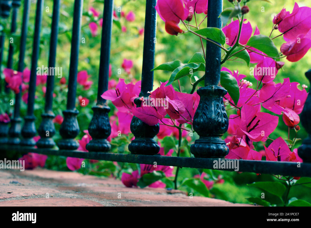 Hermosa rosa fucsia bougainvillea entre una barandilla de hierro forjado negro Foto de stock