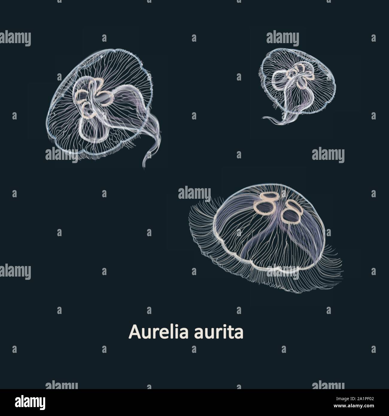 Dibujadas a mano ilustración vectorial de la medusa Aurelia aurita, también denominado common medusas Medusas, luna, luna, gelatina o jalea de platillo contra la oscuridad Ilustración del Vector