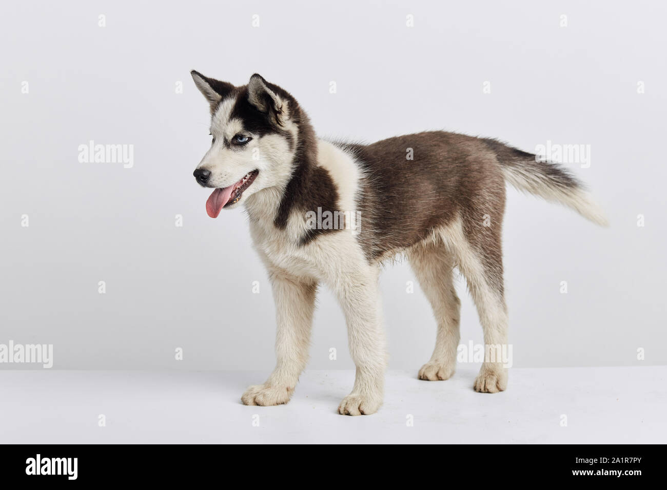 Hermoso perro husky tomando parte en el exebition, venta, descuento de  longitud completa foto, vista lateral perdido wild animal callejero  Fotografía de stock - Alamy