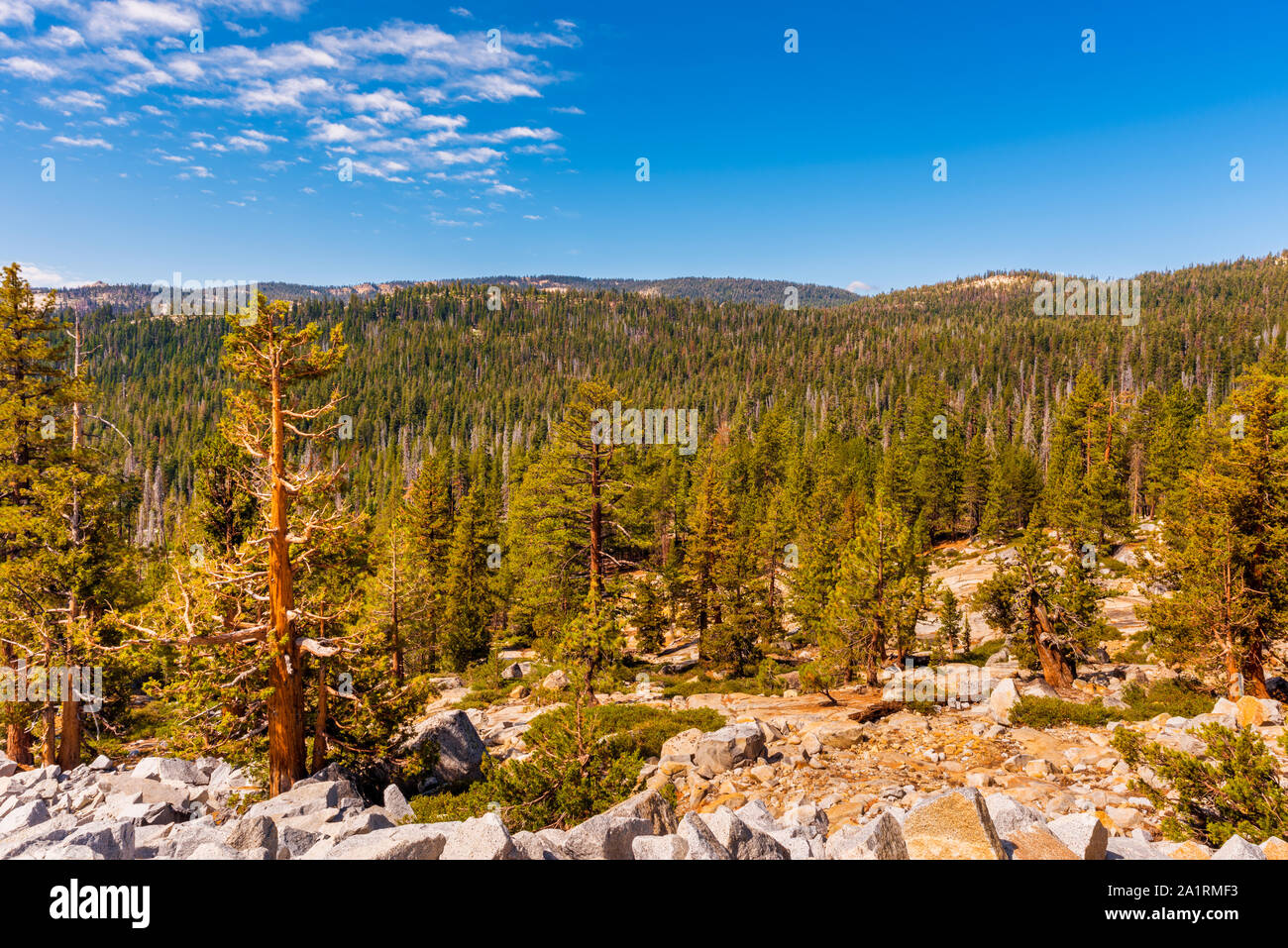 Bosque de pinos en el Parque Nacional Yosemite, California, EE.UU. Foto de stock