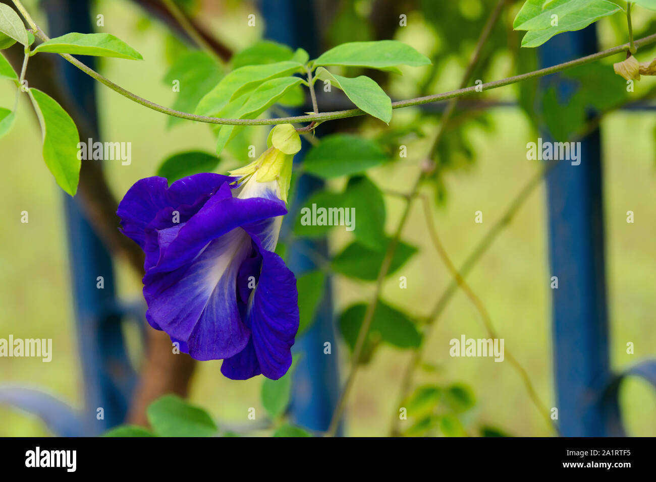 Mariposa Azul flor de guisante guisante, té de hierbas para Foto de stock