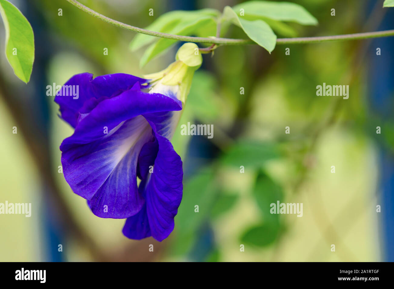 Mariposa Azul flor de guisante guisante, té de hierbas para Foto de stock