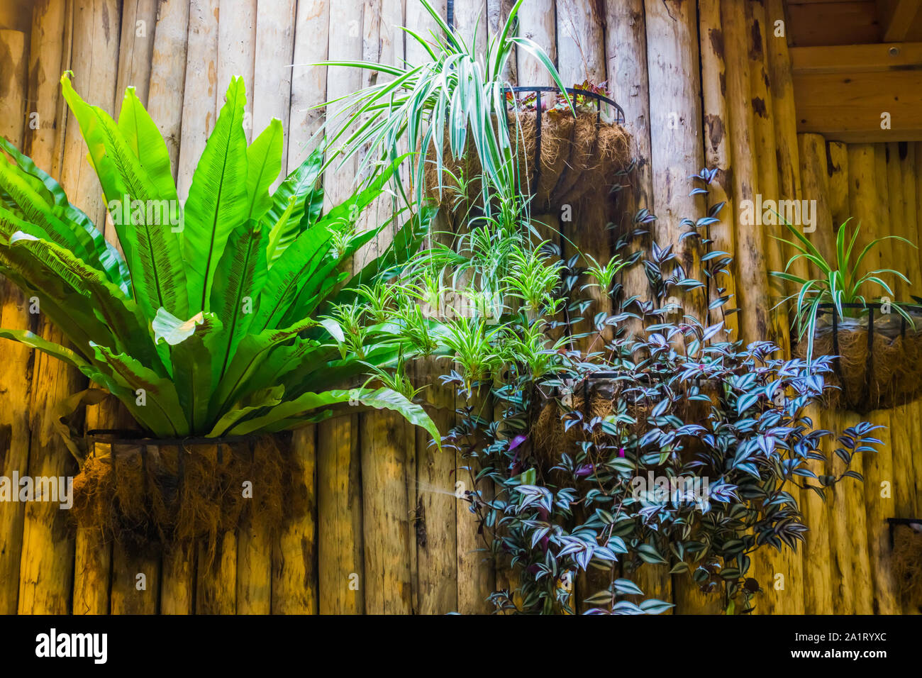 Cestas de flores con plantas tropicales en una pared de madera, el hogar y la decoración de jardines, jardinería antecedentes Foto de stock